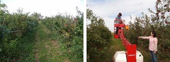 ブルーベリー栽培および実習・地域貢献への応用 blueberry1