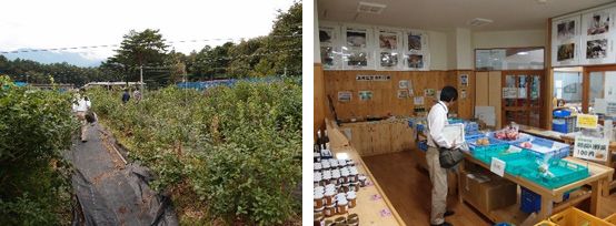 ブルーベリー栽培および実習・地域貢献への応用 blueberry2